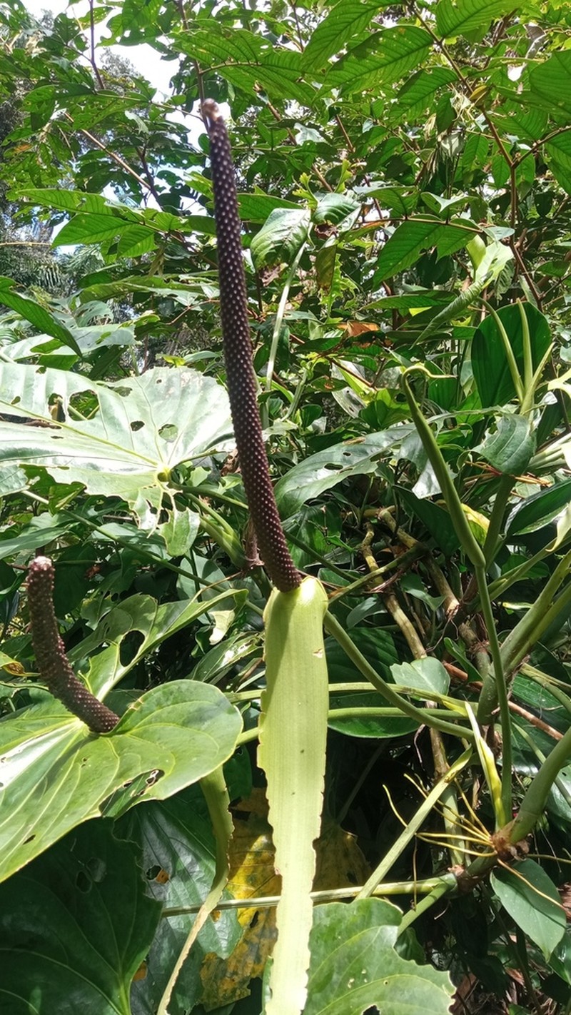 Anthurium breviscapum photo 6