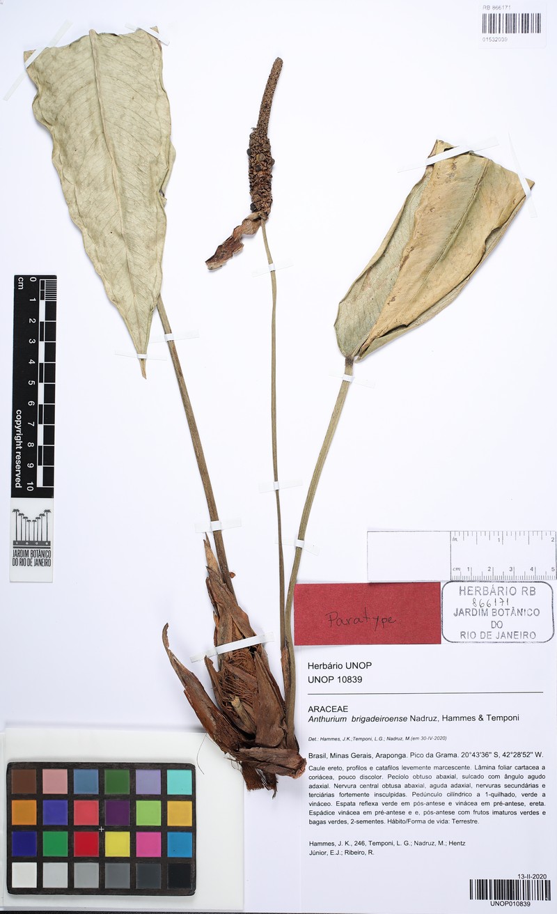Anthurium brigadeiroense