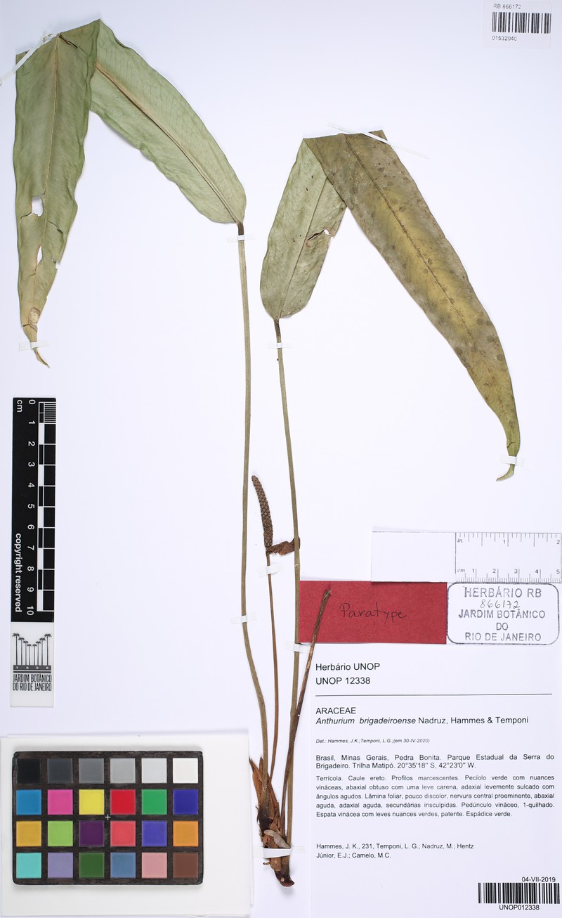 Anthurium brigadeiroense photo 3