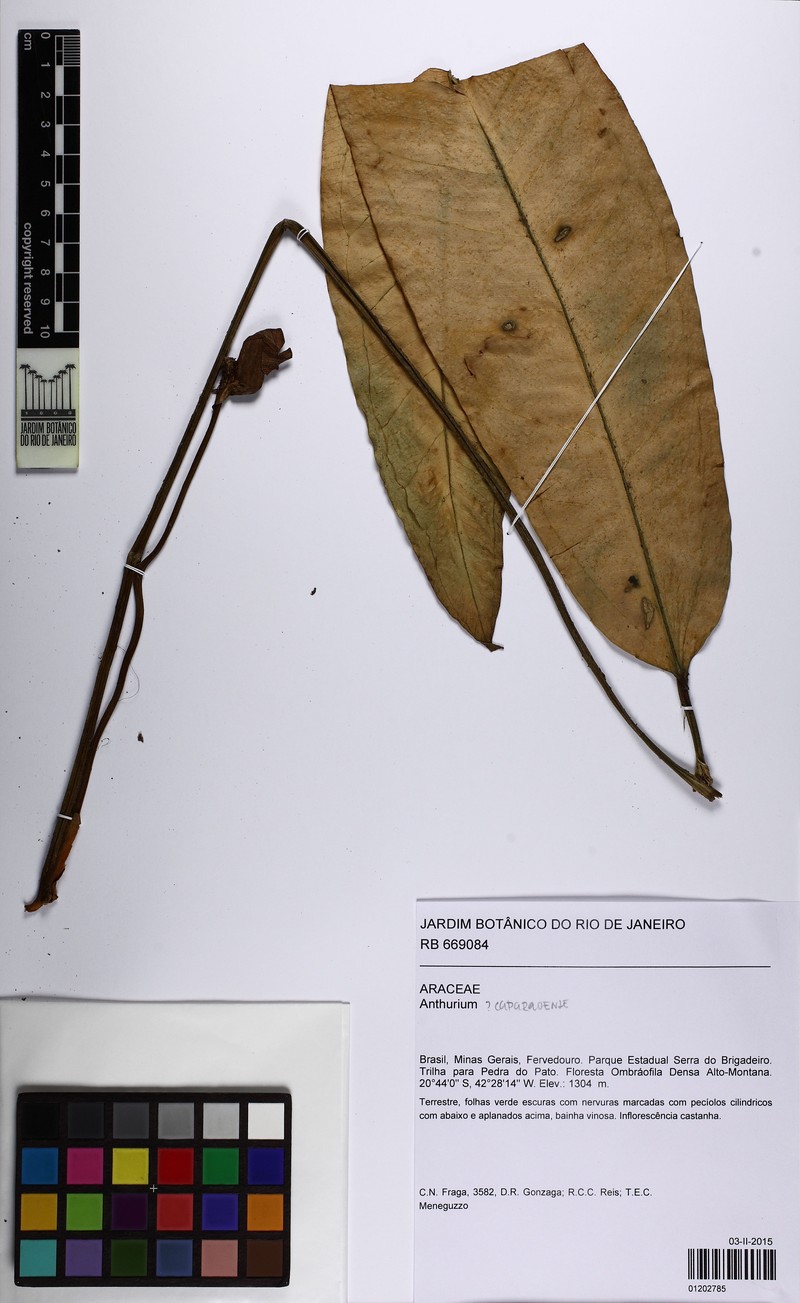 Anthurium brigadeiroense photo 4