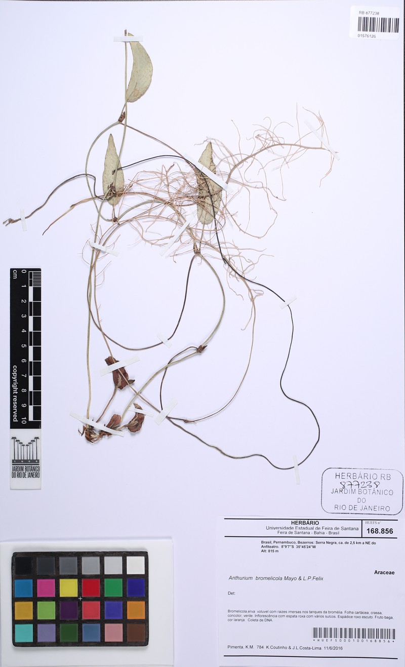 Anthurium bromelicola photo 2