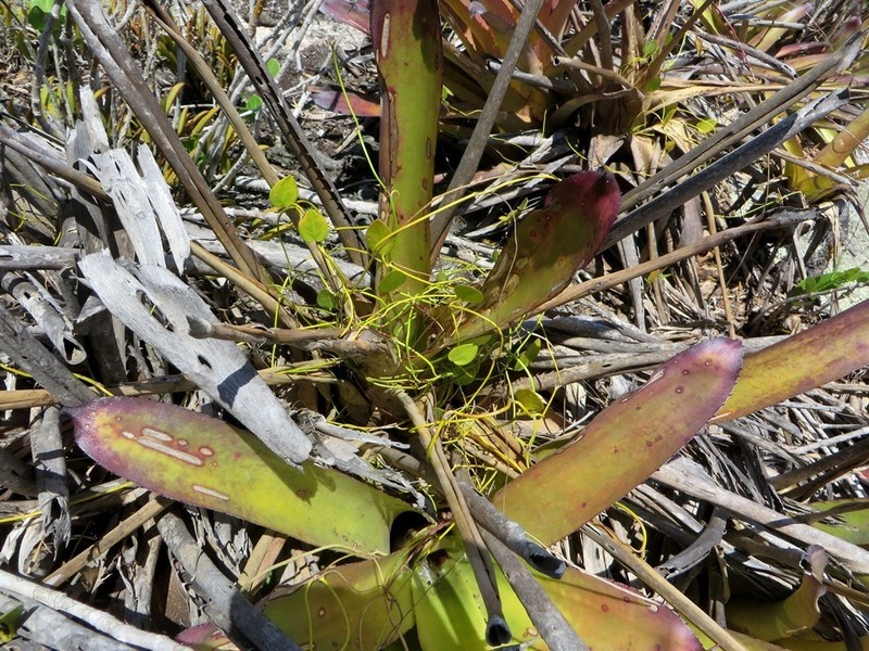 Anthurium bromelicola