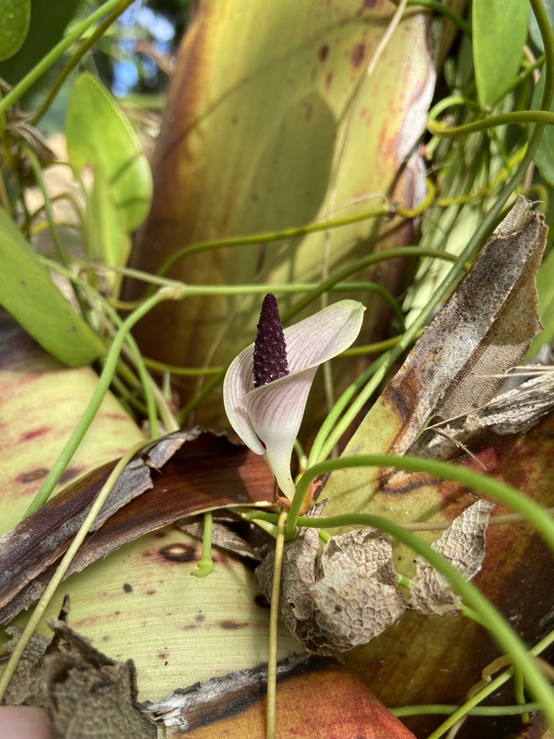 Anthurium bromelicola photo 5