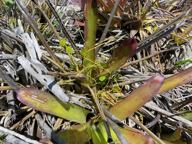 Anthurium bromelicola photo 7
