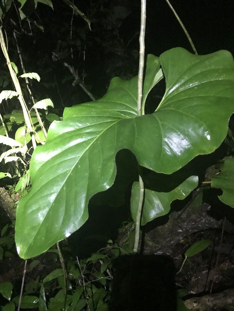 Anthurium brownii