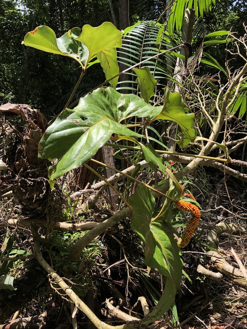 Anthurium brownii photo 2