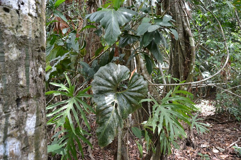 Anthurium brownii photo 3