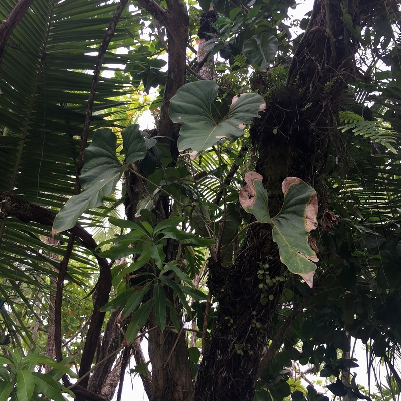 Anthurium brownii photo 4