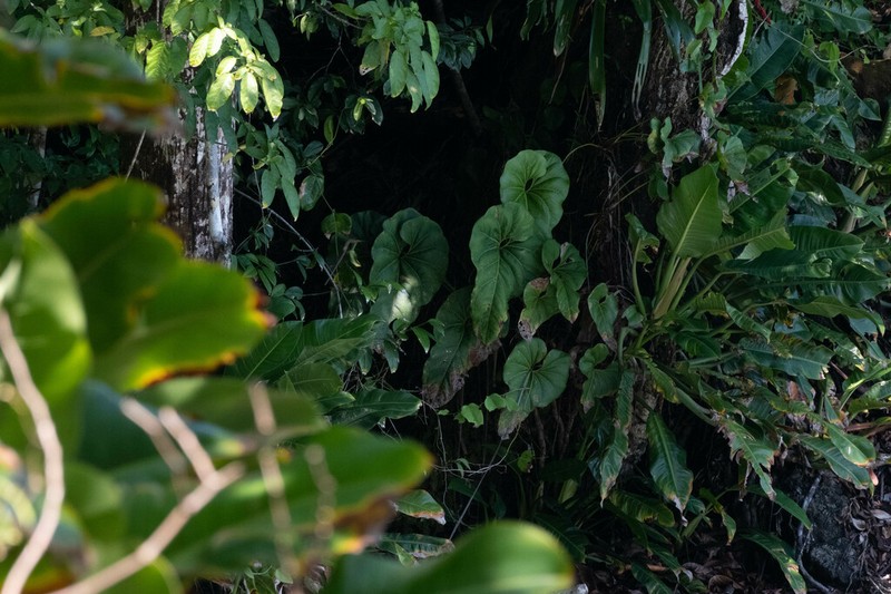 Anthurium brownii photo 5