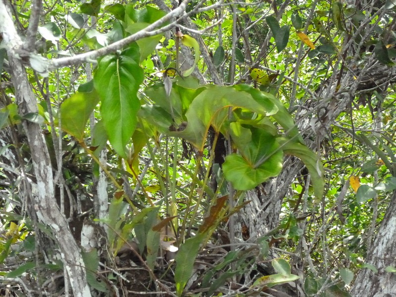 Anthurium brownii photo 6