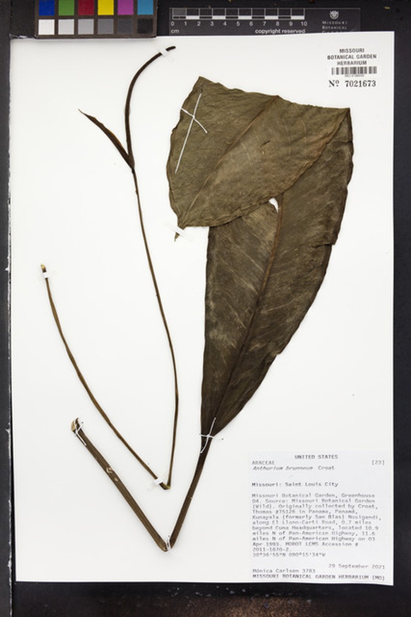 Anthurium brunneum