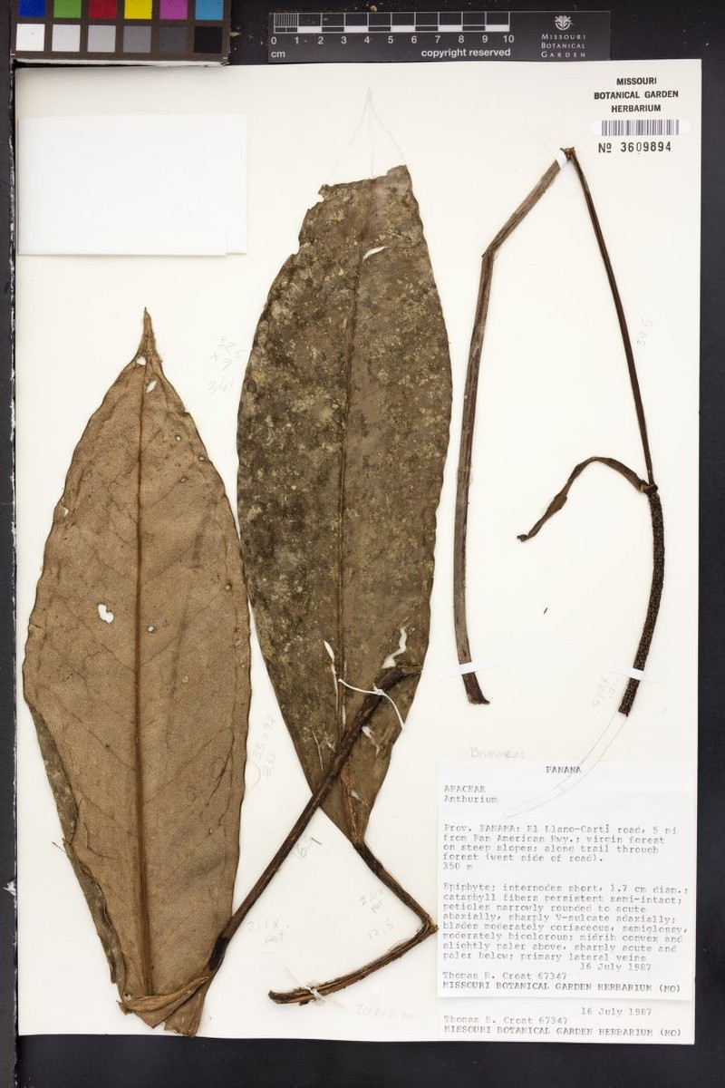 Anthurium brunneum photo 3