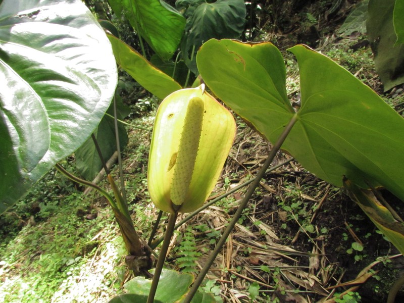 Anthurium buganum photo 2
