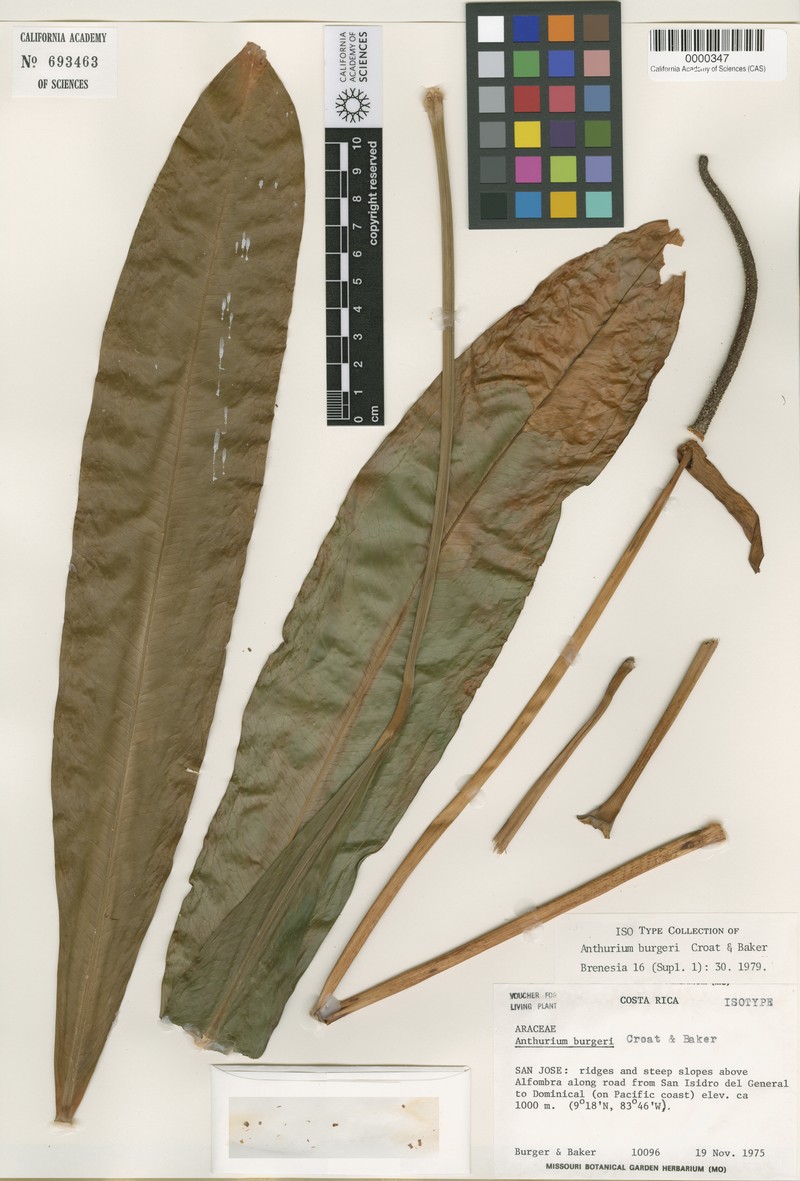 Anthurium burgeri