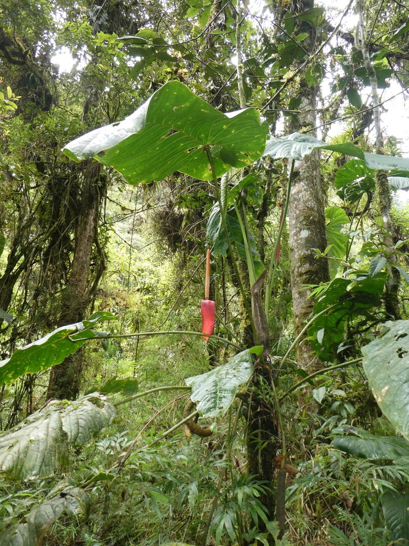 Anthurium bustamanteae