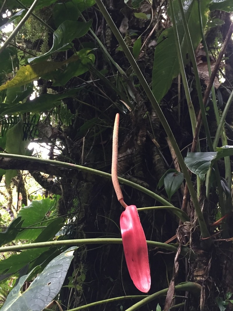 Anthurium bustamanteae photo 2
