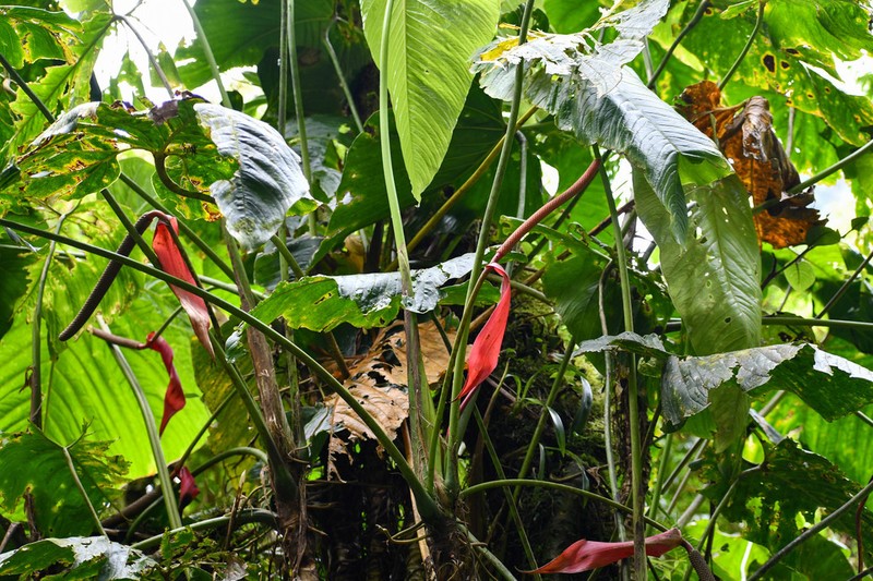 Anthurium bustamanteae photo 3