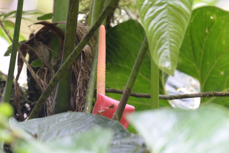 Anthurium bustamanteae photo 4