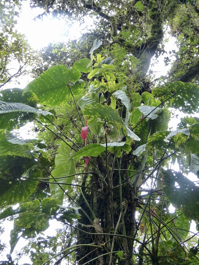 Anthurium bustamanteae photo 5