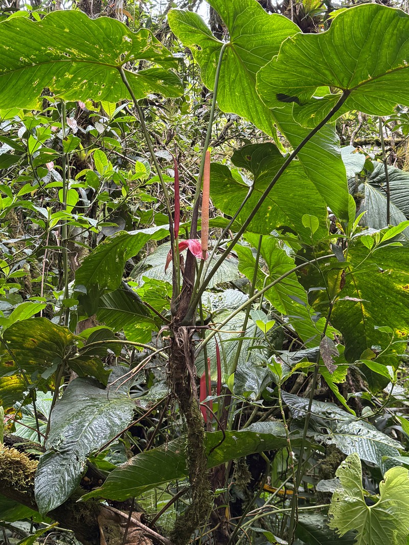 Anthurium bustamanteae photo 6