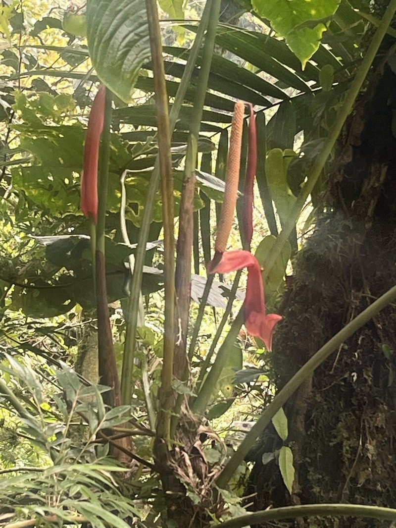Anthurium bustamanteae photo 7
