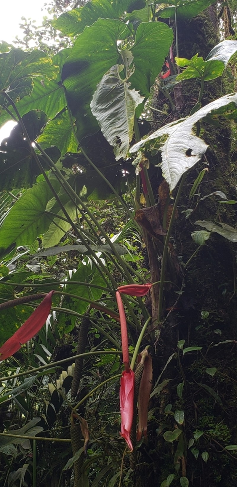 Anthurium bustamanteae photo 8