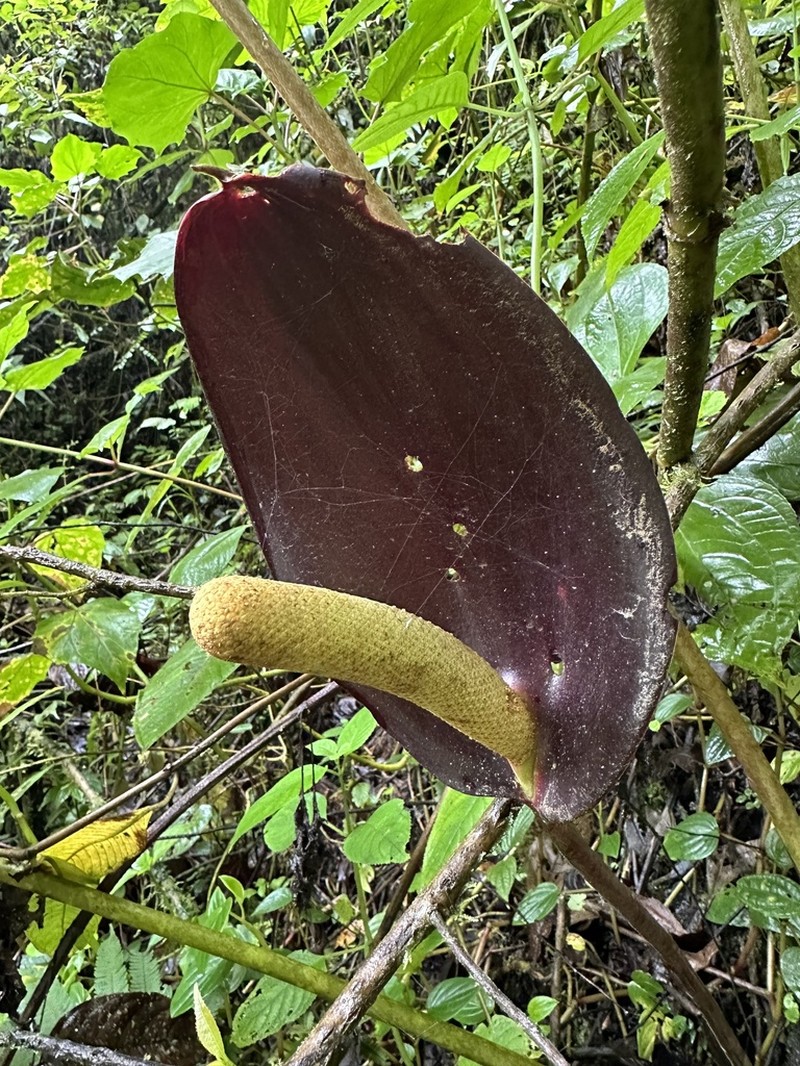 Anthurium caldasii photo 2