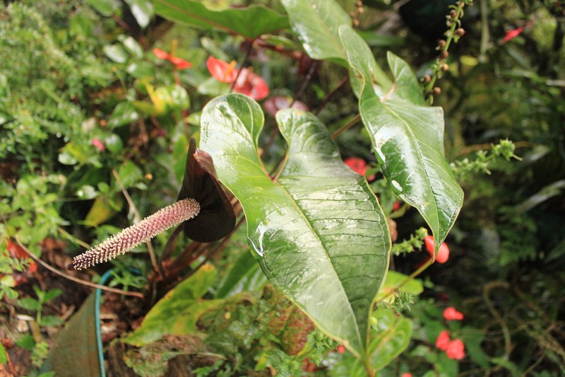 Anthurium caldasii photo 2