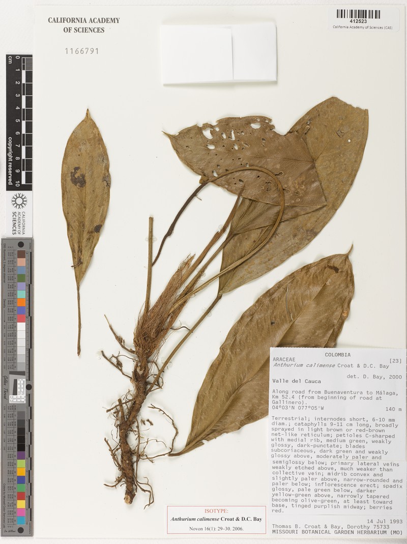 Anthurium calimense