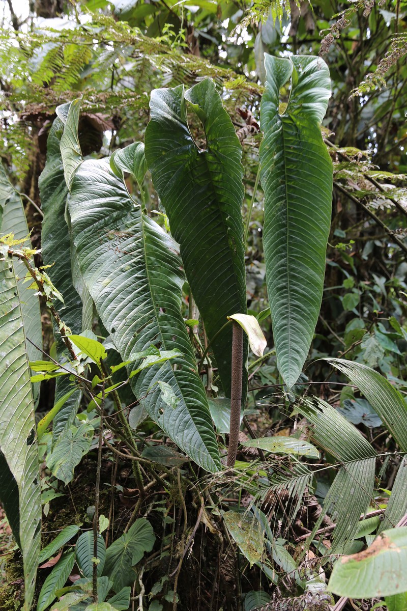 Anthurium camposii