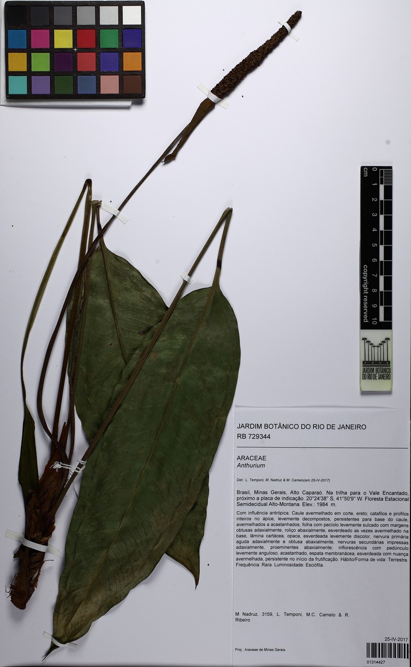 Anthurium caparaoense