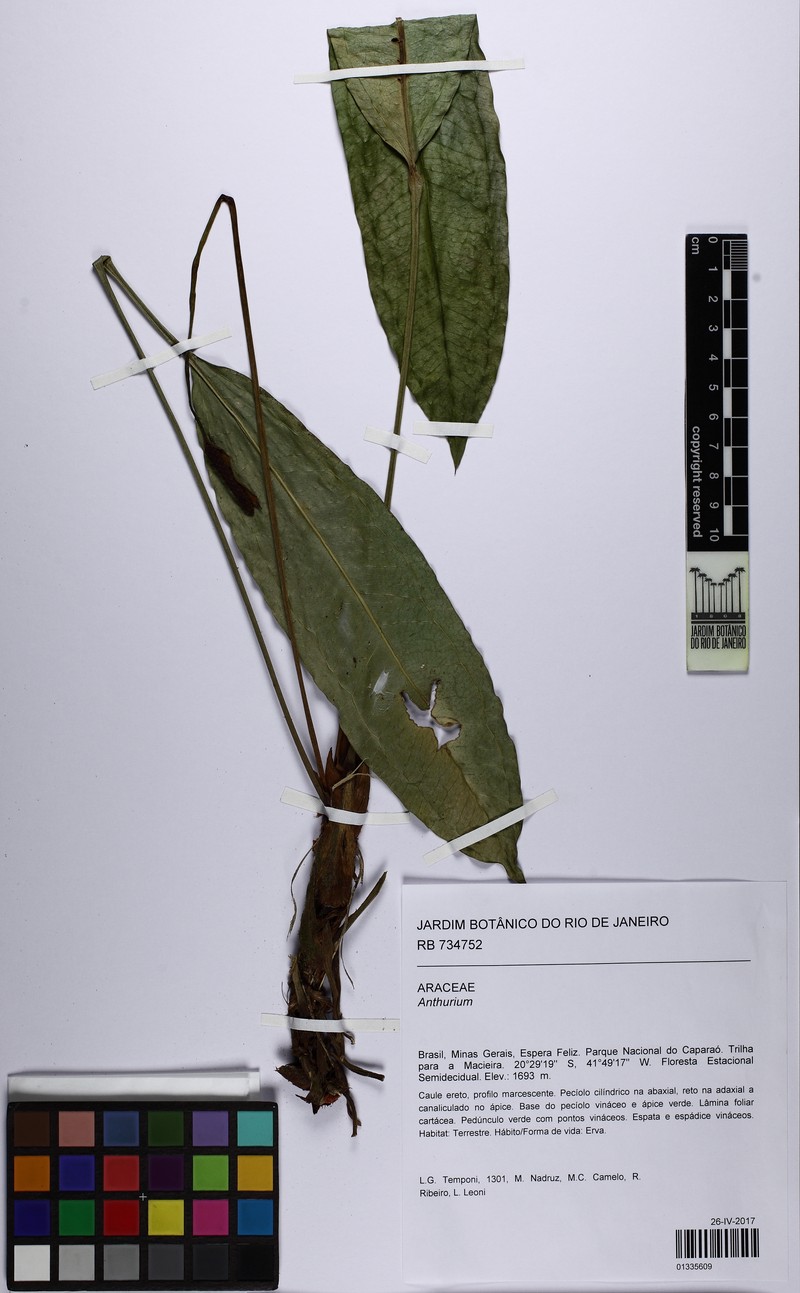 Anthurium caparaoense photo 2