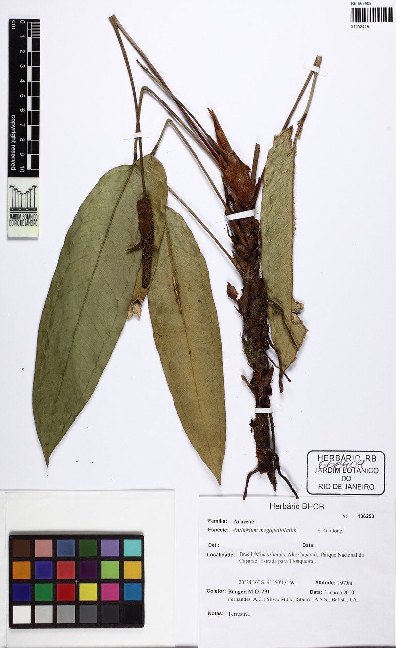 Anthurium caparaoense photo 3