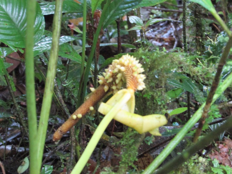 Anthurium caperatum