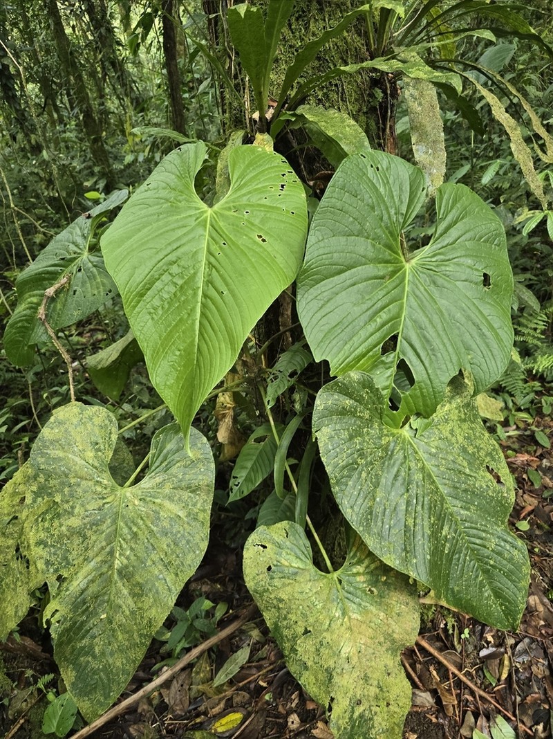 Anthurium caperatum photo 2
