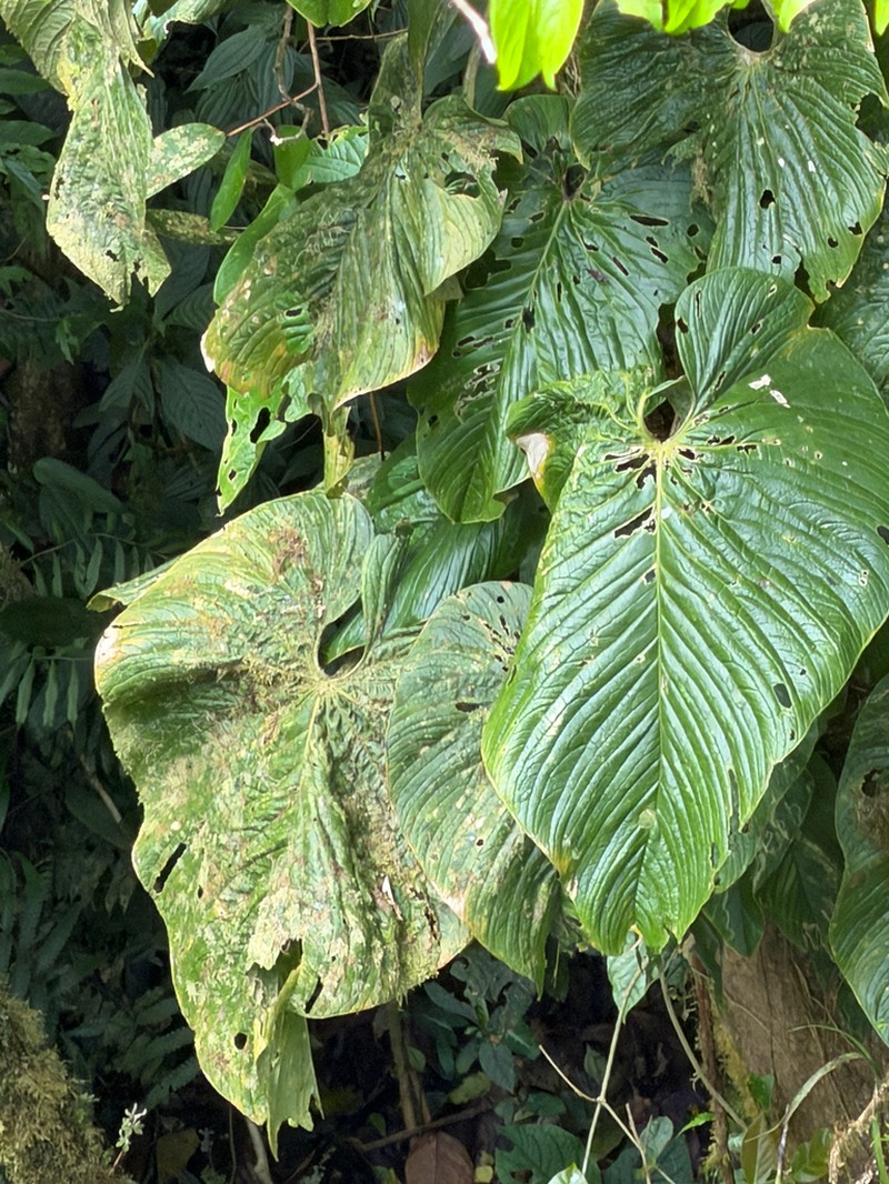 Anthurium caperatum photo 3