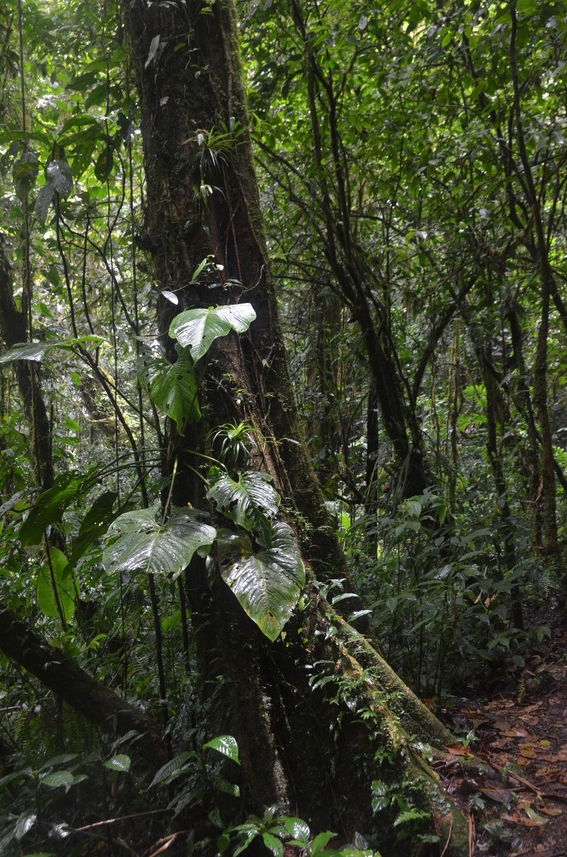 Anthurium caperatum photo 4