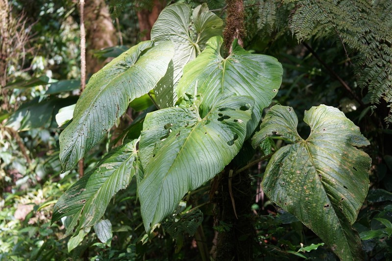 Anthurium caperatum photo 5