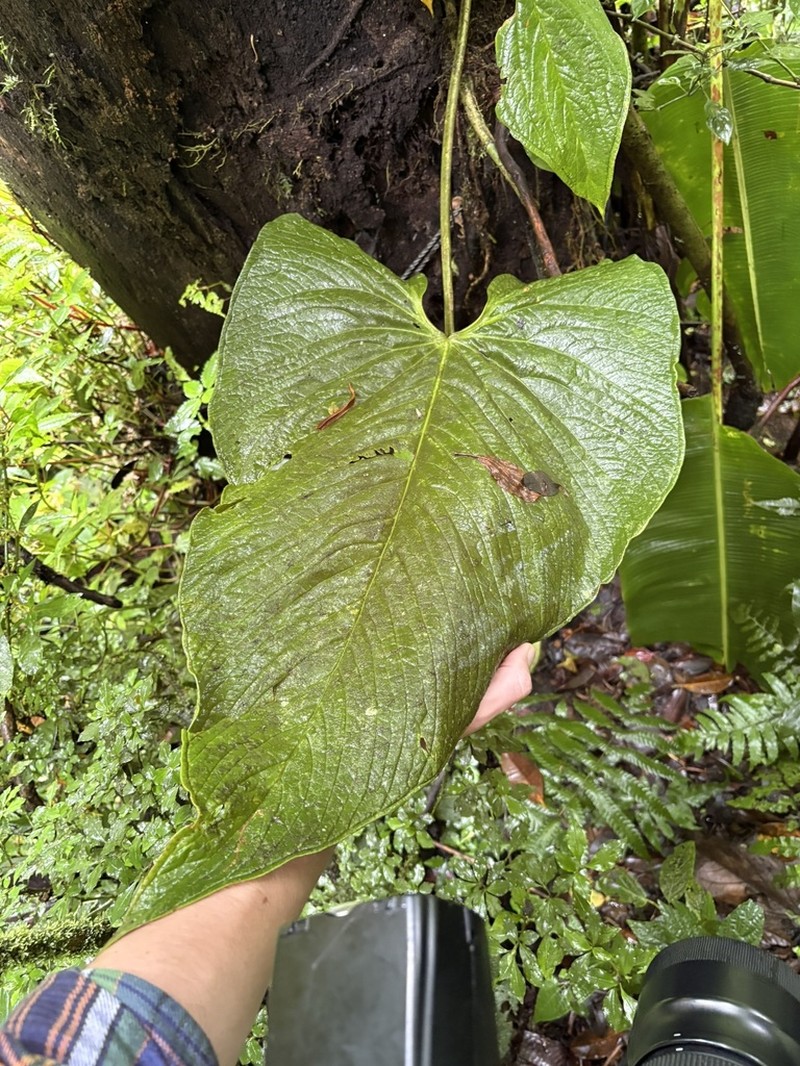 Anthurium caperatum photo 6