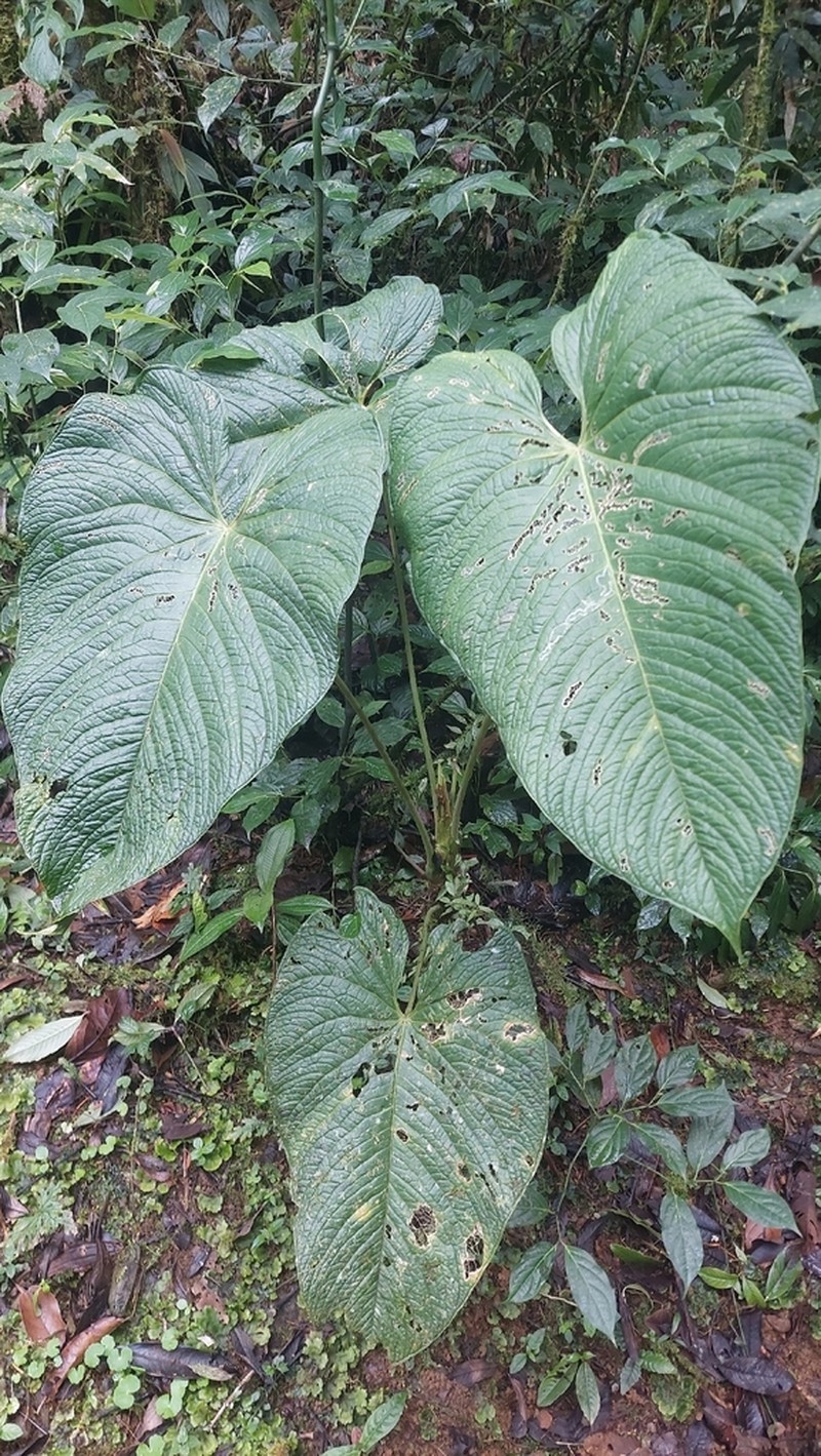 Anthurium caperatum photo 7