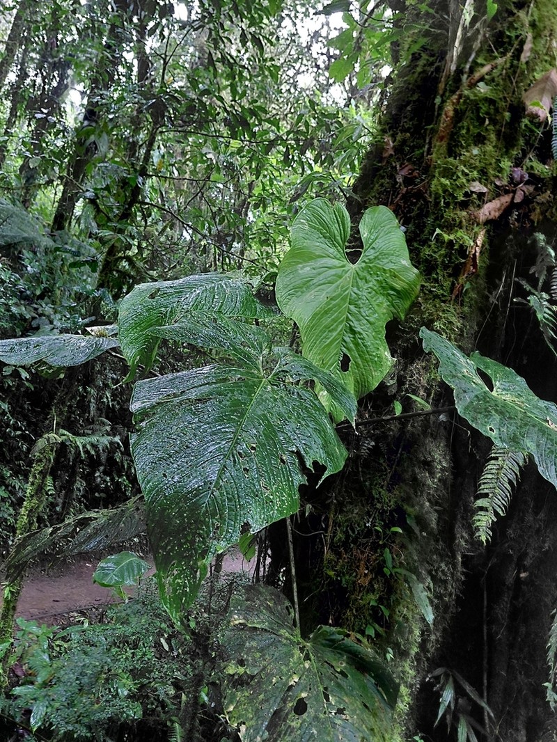 Anthurium caperatum photo 8