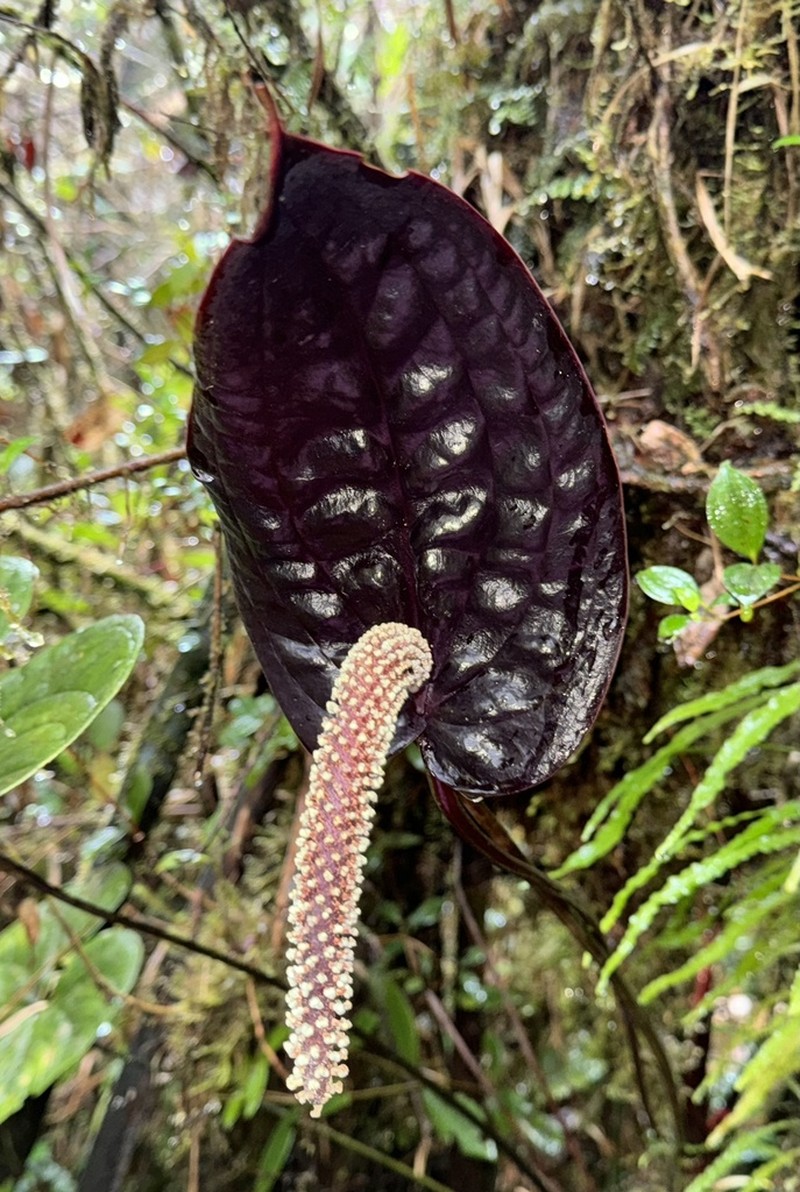 Anthurium caramantae