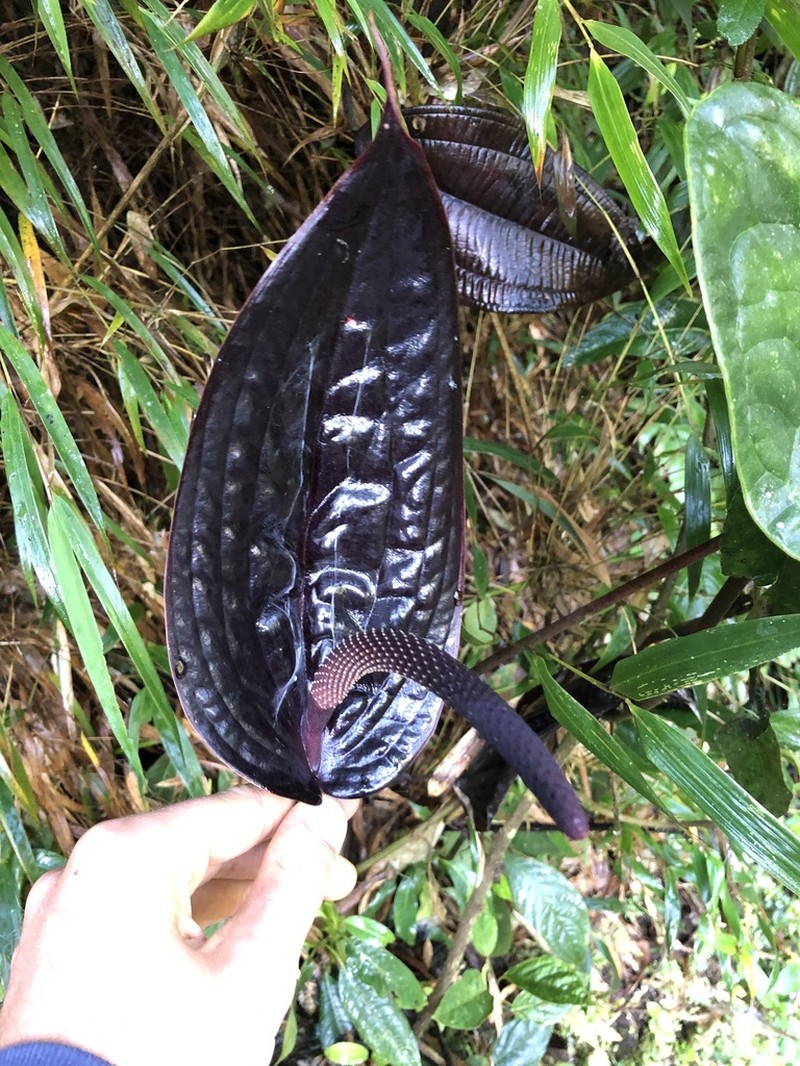 Anthurium caramantae photo 2