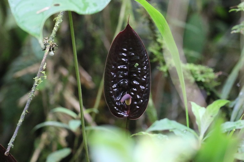 Anthurium caramantae photo 3