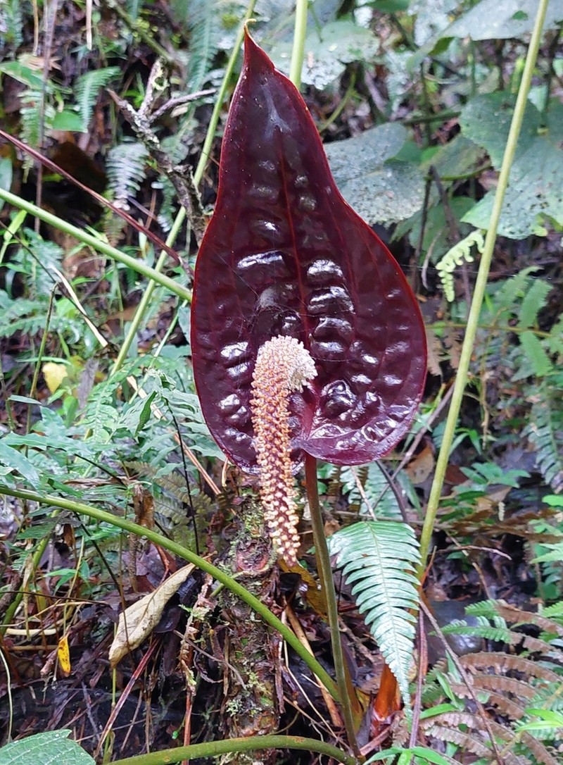 Anthurium caramantae photo 4