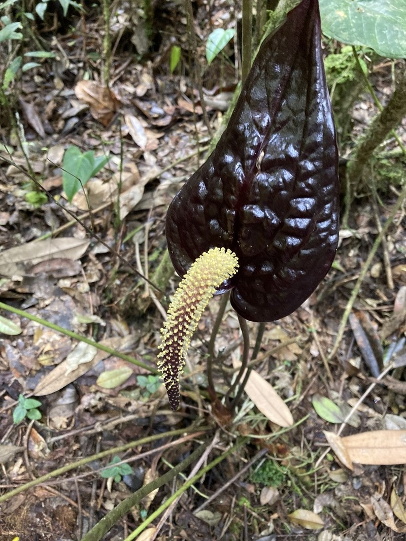 Anthurium caramantae photo 5