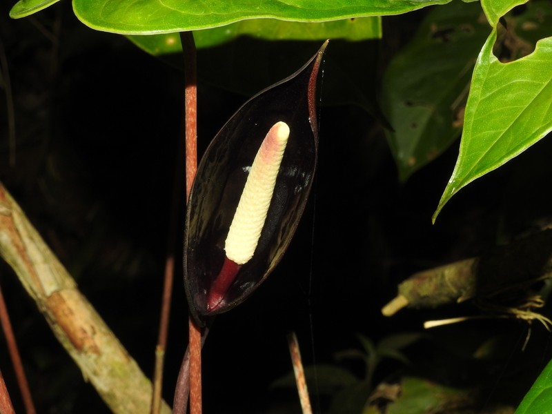 Anthurium caramantae photo 6