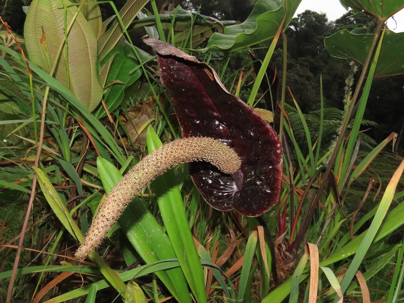 Anthurium caramantae photo 7