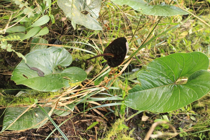 Anthurium caramantae photo 8