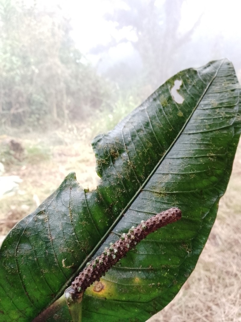 Anthurium carchiense